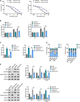 Effect of Photodynamic Therapy on Gemcitabine-Resistant Cholangiocarcinoma in vitro and in vivo Through KLF10 and EGFR